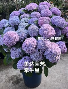 牵牛星 星星绣球 重瓣进口新品大花绣球花苗盆栽小苗花卉 4棵包邮