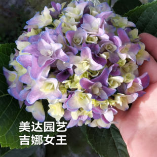 吉娜女王 新品进口大花绣球露台花园植物盆栽花卉庭院子阳台花苗