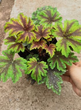 矾根花苗花园植物盆栽花苗耐寒庭院观叶组合草花小苗地栽绿植花卉