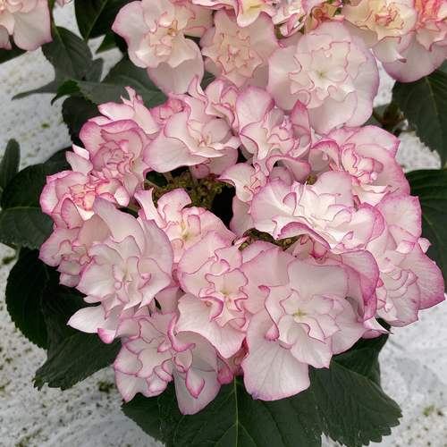 绣球新品 艾丽丝 大花绣球露台花园植物盆栽花卉庭院子阳台花苗