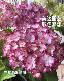 进口新品大花绣球花苗 彩色梦想 彩梦 性感女神 美琴有1加仑大苗