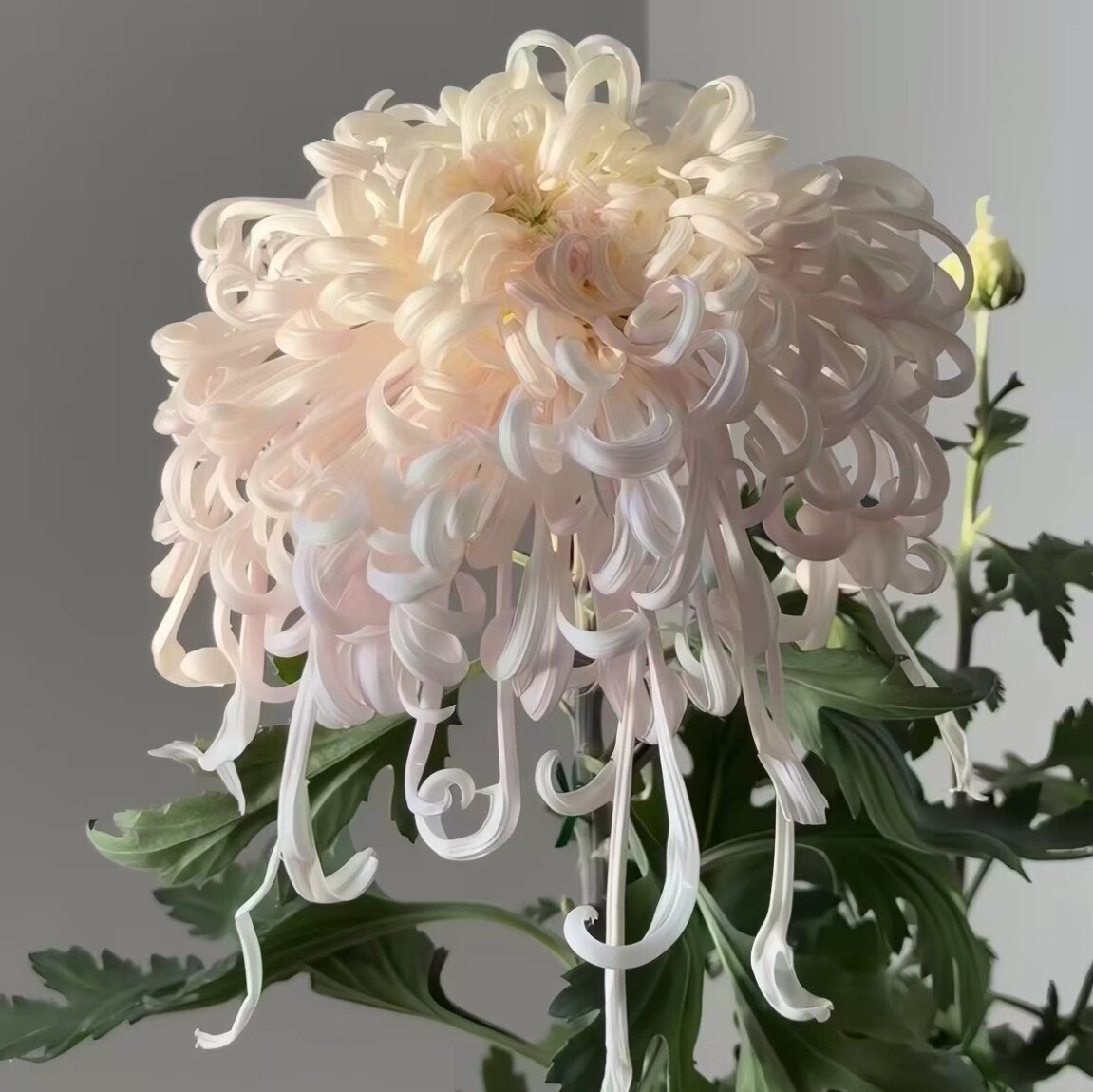 2国菊 大花菊花新品摇篮曲 玉壶春国菊 盆栽植物花卉花苗 4棵包邮图片