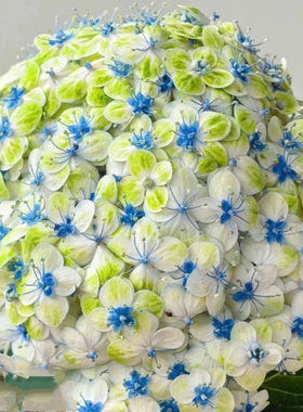 埃斯梅拉达/花绿/国绿 进口大花绣球 绿色条纹新品 花园植物 花苗