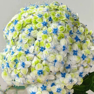 埃斯梅拉达/花绿/国绿 进口大花绣球 绿色条纹新品 花园植物 花苗