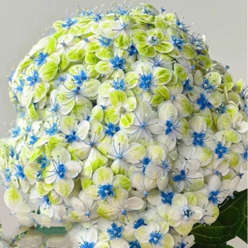 埃斯梅拉达/花绿/国绿 进口大花绣球 绿色条纹新品 花园植物 花苗