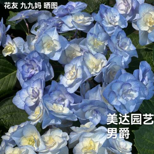 绣球新品 男爵 进口大花绣球庭院露台花园植物盆栽花卉扦插花苗