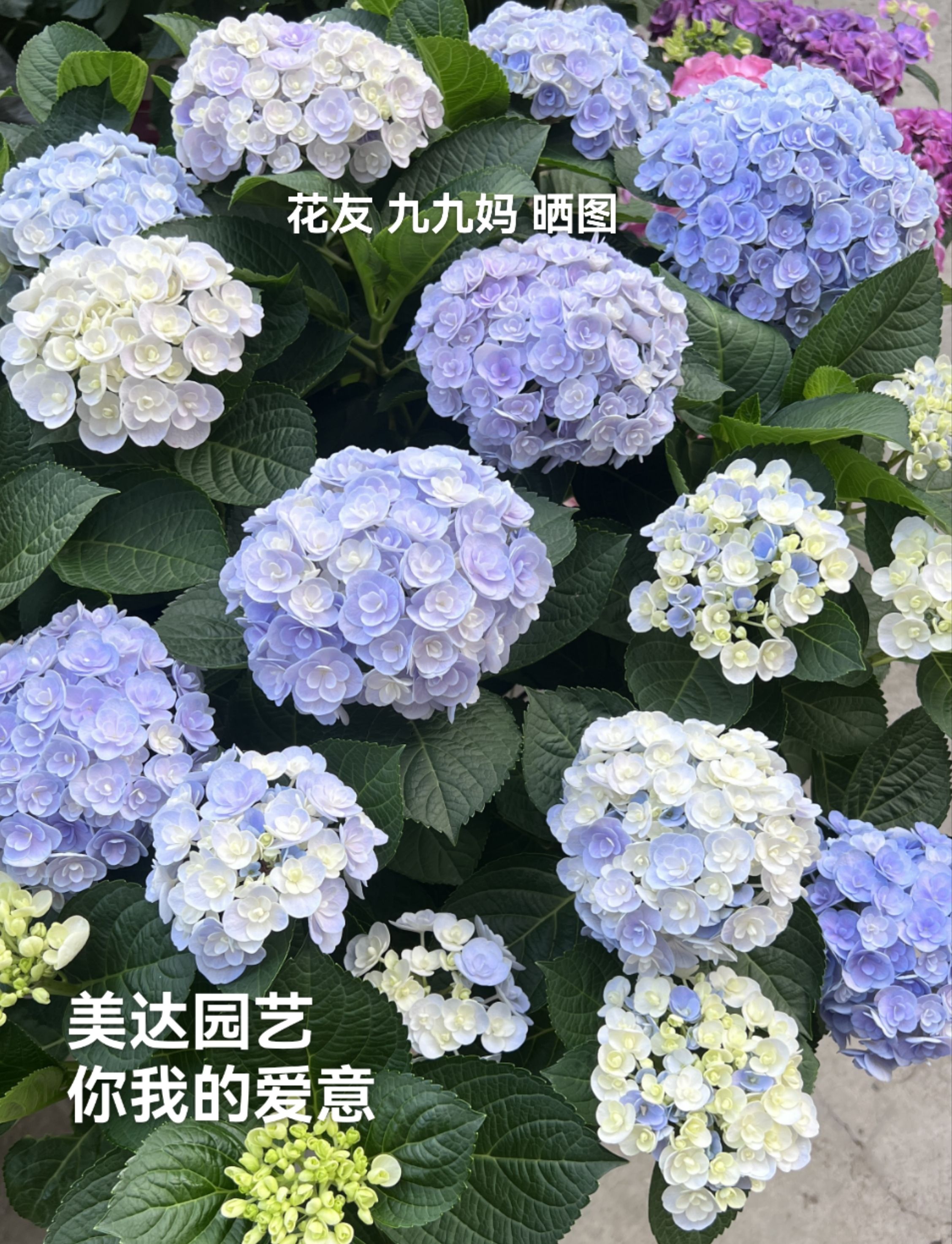 进口重瓣爱意漂亮大花球