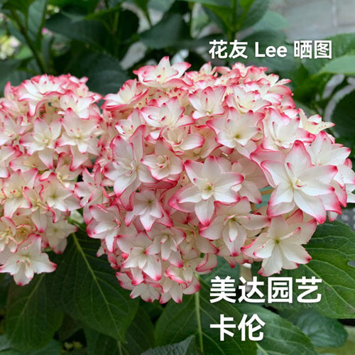 七 1加仑中大苗进口绣球花苗 卡伦芳醇花宝佳澄 植物盆栽花卉包邮