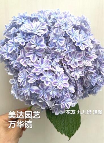 三进口大花绣球花苗盆栽 万华镜粉笔画露娜花绿艾丽丝星集4棵包邮