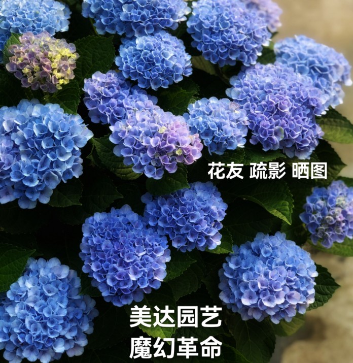 进口魔幻革命大花绣球新品