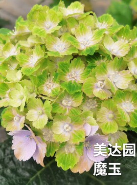 魔玉 魔幻系列条纹绿色绣球 新品大花绣球花苗  美达园艺 4棵包邮
