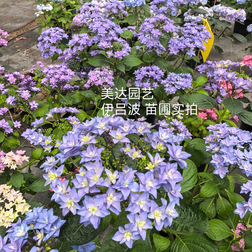 3B/伊吕波 斑斓星空 进口绣球花苗 庭院花园植物盆栽新老枝开花