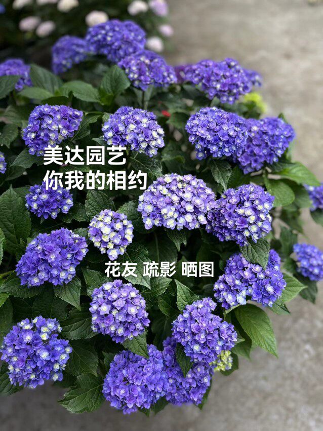 你我的相约 你我在一起 日本进口新品 重瓣绣球花苗盆栽  包对版