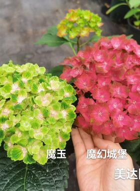 重瓣绣球花苗 魔幻红宝石 海洋革命小丑精灵巧克力 珊瑚 彩色梦想
