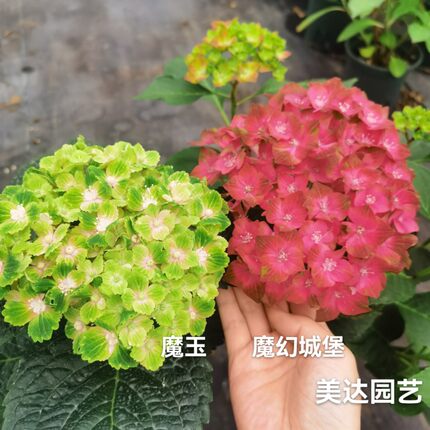 重瓣绣球花苗 魔幻红宝石 海洋革命小丑精灵巧克力 珊瑚 彩色梦想