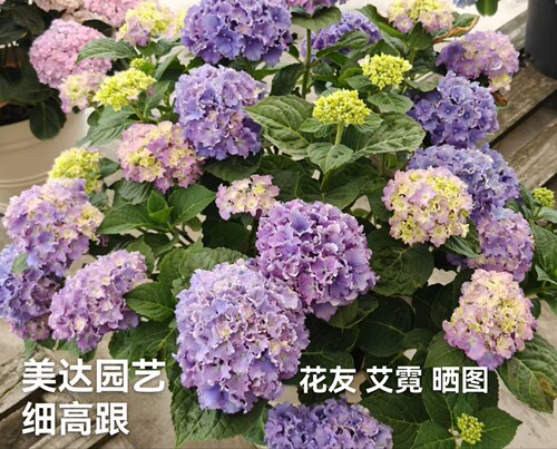 盆栽波浪边大花绣球特价