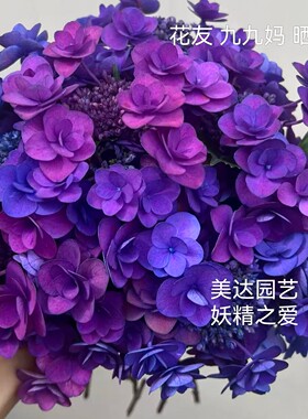 妖精之爱 妖爱 妖精系列进口新品重瓣大花绣球花苗  有1加仑大苗