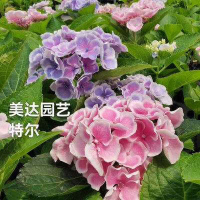 特尔新品绣球花卉盆栽植物