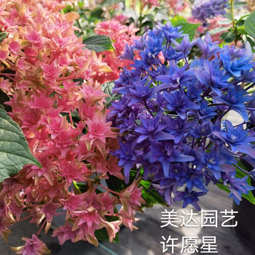 重瓣大花绣球花苗 许愿星 戴安娜王妃 有1一加仑中大苗盆栽 特价
