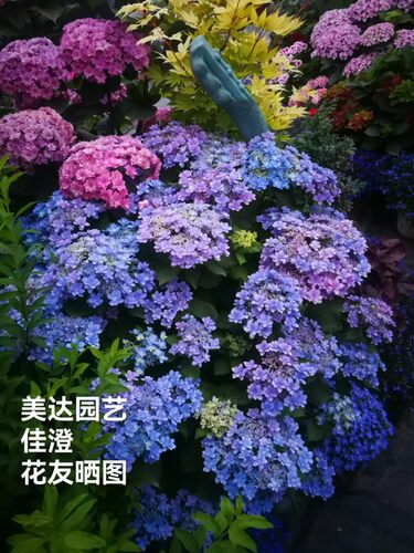 园艺进口重瓣加仑大花绣球