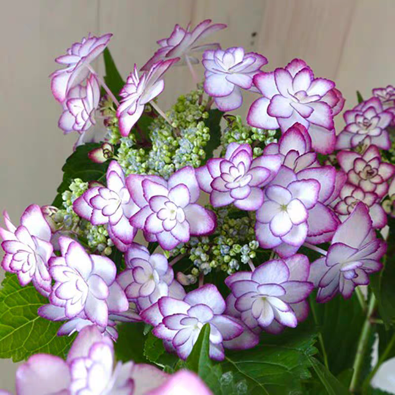 进口女儿节新上架单品链接扦插苗