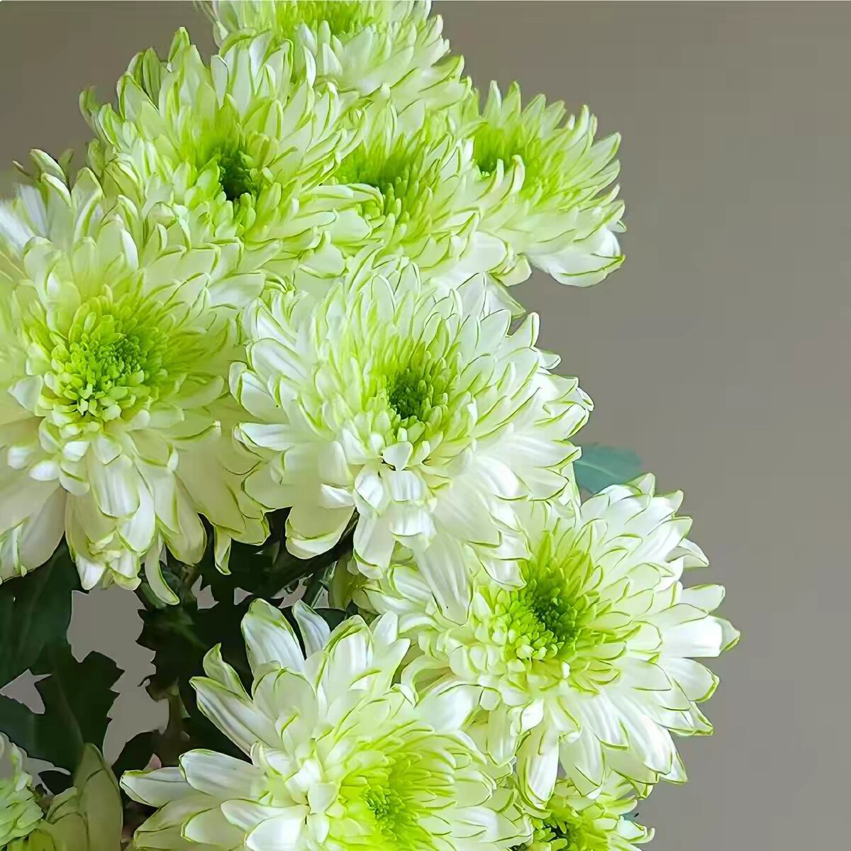 绿天赞 小菊花雏菊新品盆栽多年生植物 花卉庭院花苗 美达园艺