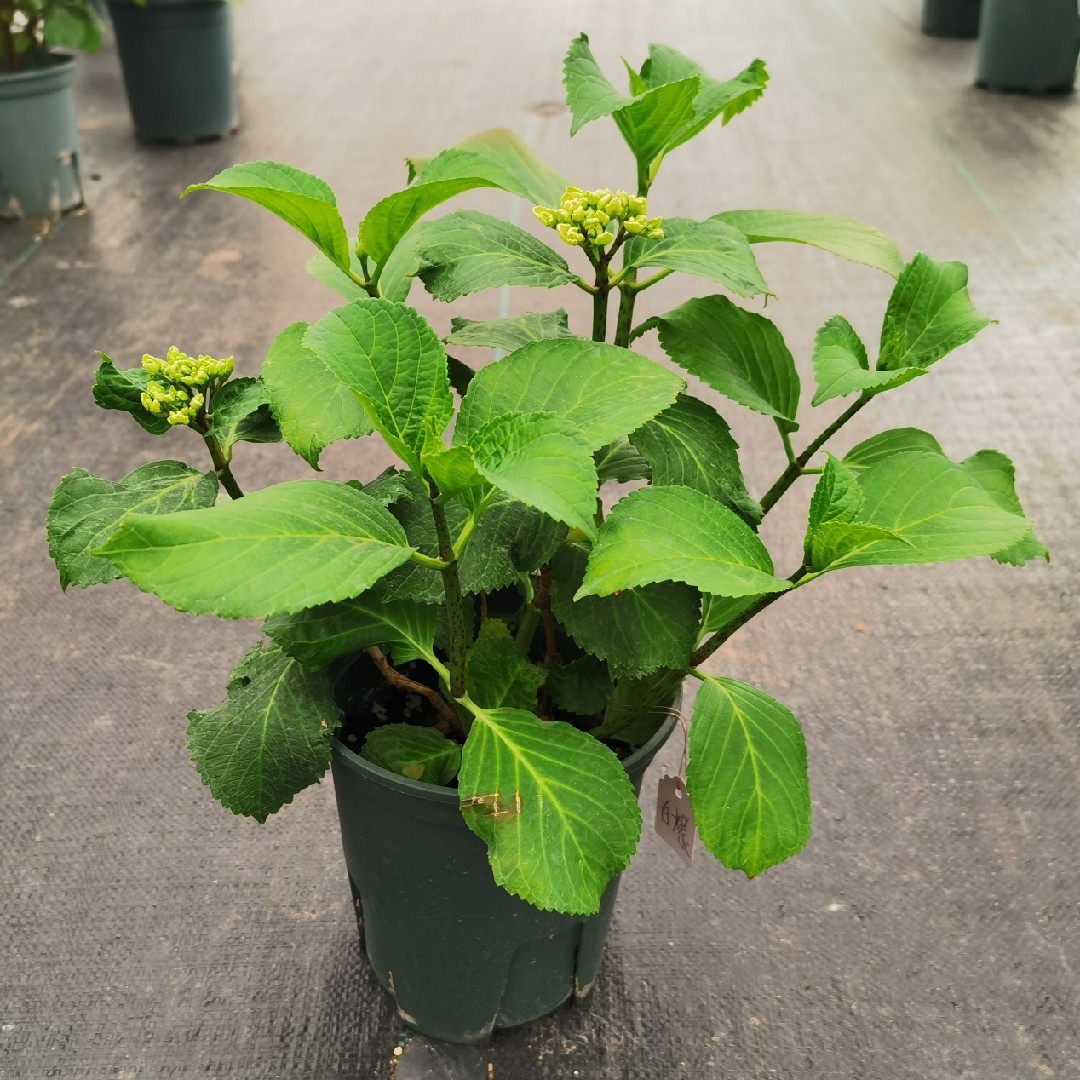 重瓣1加仑盆栽苗大花绣球特价