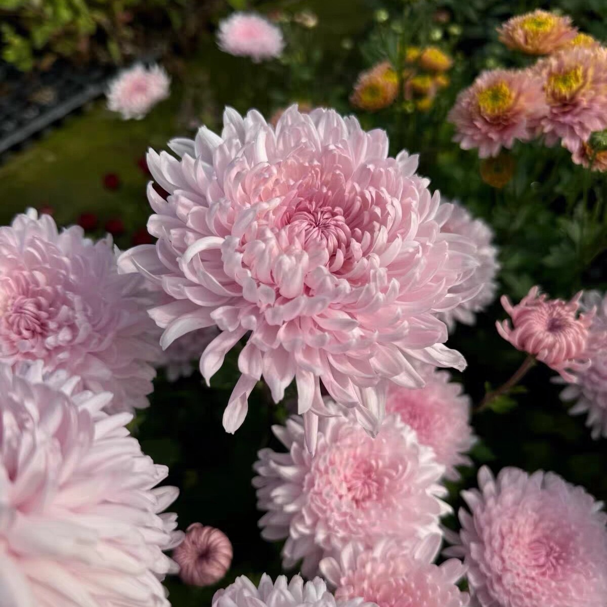 摇篮曲 小菊花雏菊新品盆栽多年生植物 花卉庭院花苗 美达园艺