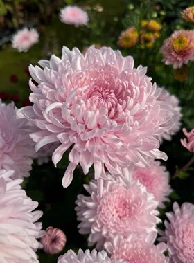 摇篮曲 小菊花雏菊新品盆栽多年生植物 花卉庭院花苗 美达园艺