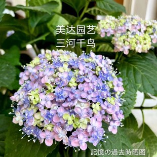 包邮 三河千鸟 正品 大花绣球花苗 新老枝开花 包对版 4棵