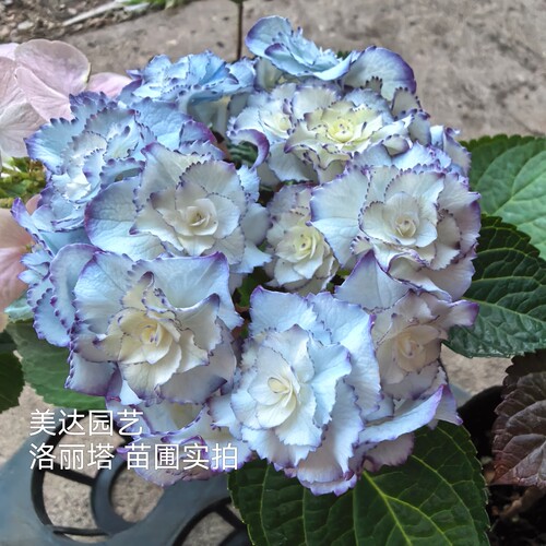 绣球新品 弗洛伦斯 弗罗伦斯又叫洛丽塔大花绣球花园植物盆栽花苗