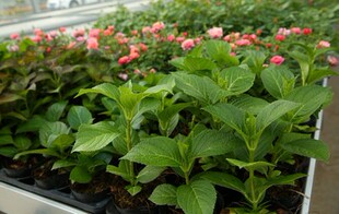 恋物语三河千鸟 万华镜花鸟风月 凤凰恋心等 绣球小苗50棵起批