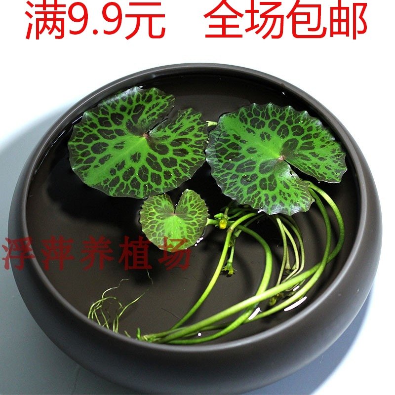 龟背黄花荇菜 鱼缸浮萍水草活体植物浮性净化水质水族满9.9元包邮