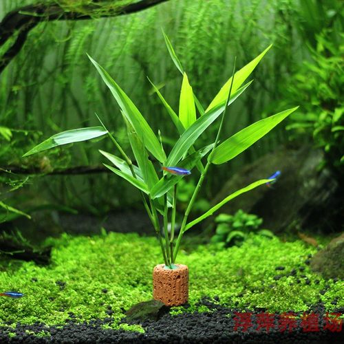 南美青竹水草阴性玉竹鱼缸活体