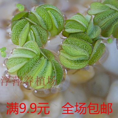 浮萍水草地绿植水草