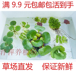 肚兜萍 圆心萍 豹纹萍 免耳萍 蜈蚣萍 红毛丹 浮萍