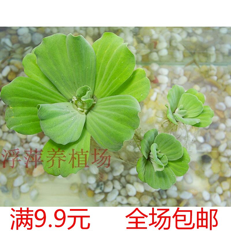 水芙蓉到手 新手懒人活体真水草  草场直发保证新鲜9.9元包活包邮