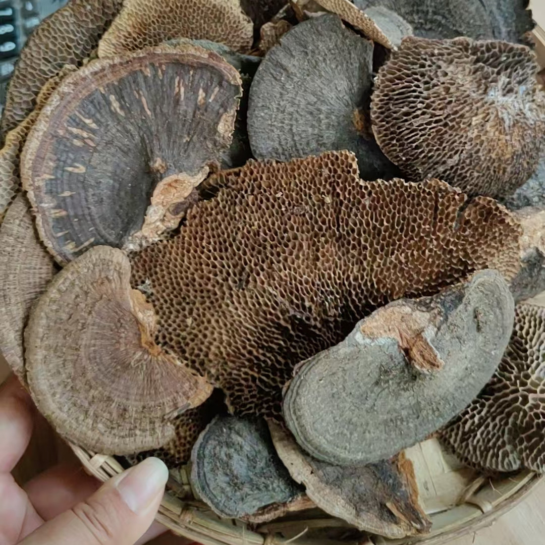 缅甸野生蜂窝灵芝干货毛蜂窝菌龙眼树灵芝桂圆灵芝纯正