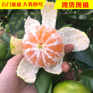 2025应季水果早熟青皮橘子10斤蜜橘新鲜蜜桔薄皮桔子现摘石门柑橘