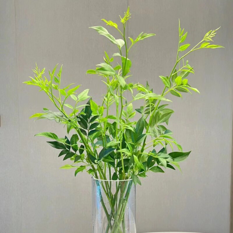 【顺丰冷链】精品A级绿铃草黄英草鲜花配草配花瓶插云南基地直发