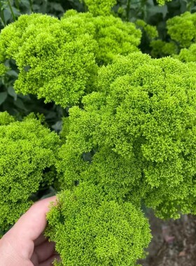 【顺丰冷链】云南鲜花绿色花材夕雾草鲜切花水养瓶插家庭装饰鲜花
