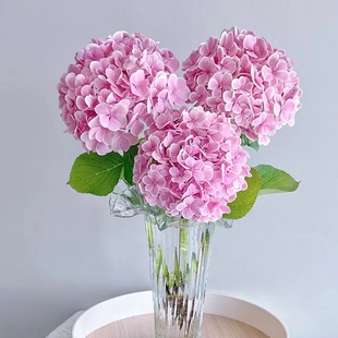 经典款精品A级绣球鲜切花云南昆明斗南鲜花插花水养送花空运直发