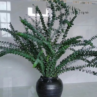 【顺丰冷链】精品A级苹果尤加利叶细叶云南昆明斗南鲜花配花水培