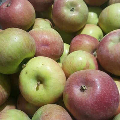 盖州国光苹果酸甜脆多汁新鲜水果高山种植老品种无打蜡不套袋 5斤