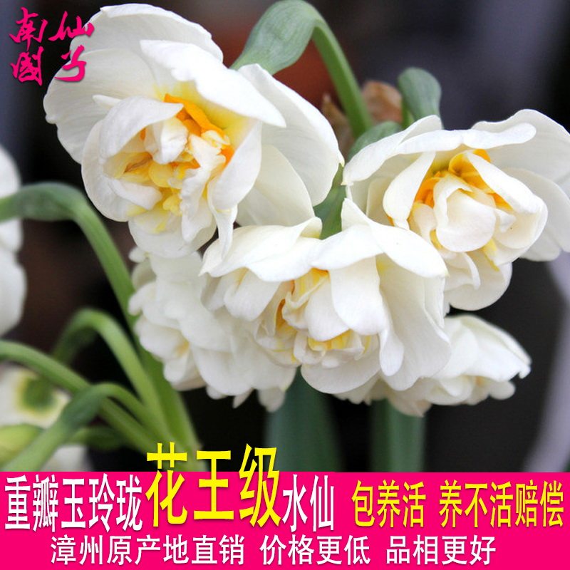 漳州水仙花复瓣重瓣玉玲珑大花王大球水培花卉春节冬季原产地包邮