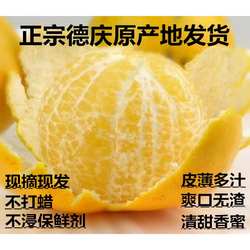 正宗德庆皇帝柑广东现摘老树皇妃贡柑时令应季新鲜水果非橙桔子