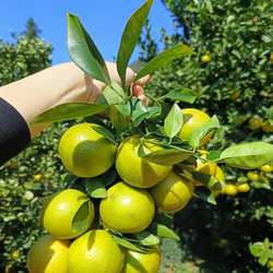 正宗广东德庆皇帝柑皇妃贡柑非爱媛桔子现摘老树珍珠小果10斤包邮