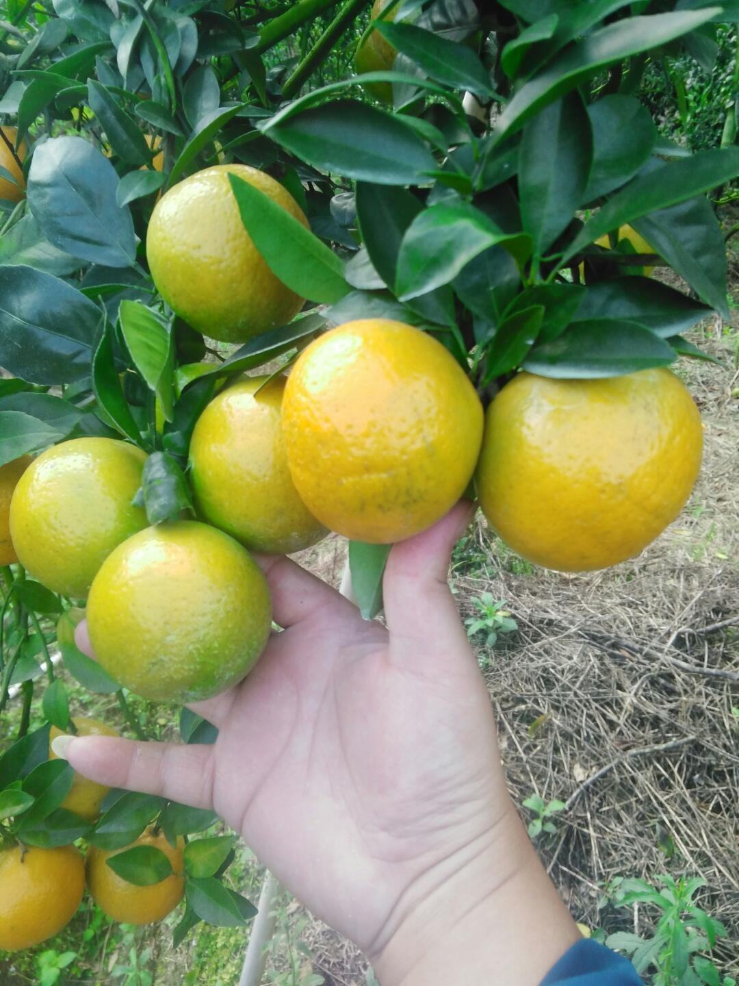 广东德庆皇帝柑桔子皇妃贡柑特价老树小果新鲜水果10斤包邮