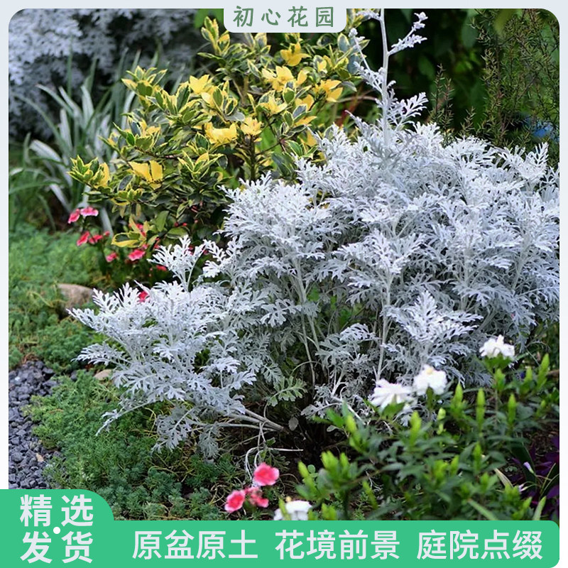 银叶菊盆栽苗多年生银色系花镜冬