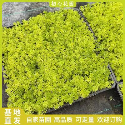 庭院点缀花镜搭配工程绿化